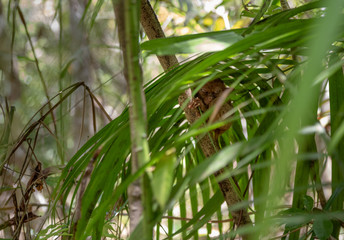 tarsier smallest monkey philippines bohol