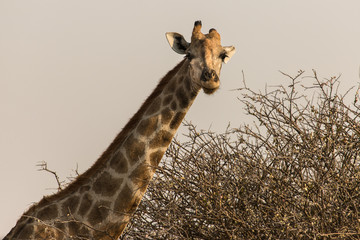 A giraffe in the African savannah, Etosha Park in Namibia