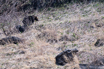 Brown bears in Shiretoko peninsula, Hokkaido, Japan