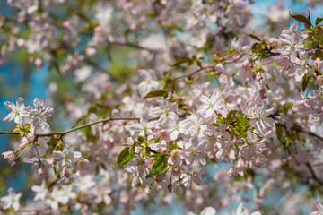 Cherry blossom or Sakura flower, early spring morning