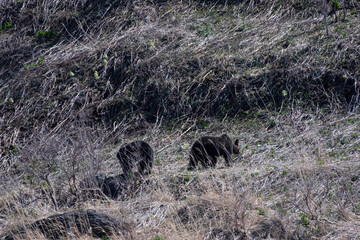 Brown bears in Shiretoko peninsula, Hokkaido, Japan