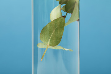 close up of organic cosmetic product with green leaves in transparent bottle isolated on blue