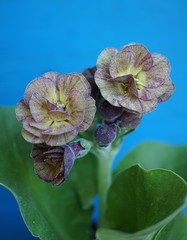 Primula auricular Lincoln Melody