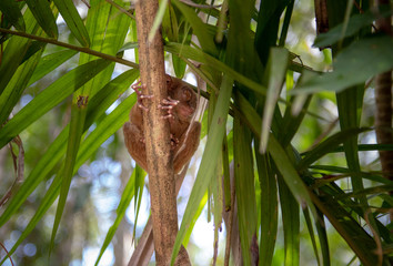 tarsier smallest monkey philippines bohol