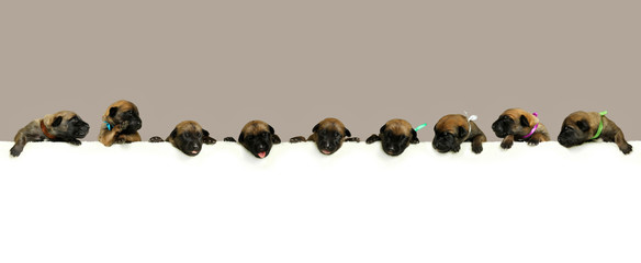 A row of nine puppies of the Belgian Shepherd breed hangs over a long blank banner. Isolated on light background. Newborn puppies background
