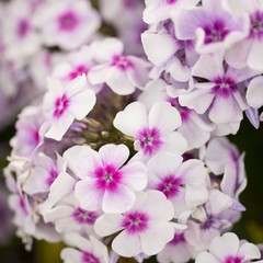Flowers phlox close-up in the garden