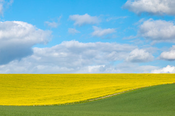 A spring landscape of canola/rapeseed crops on a sunny day