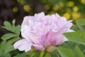 Paeonia suffruticosa Flower pink close-up