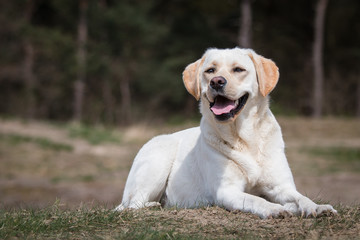 Portrait of a yellow Lab