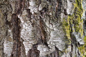 Birch tree bark with moss texture