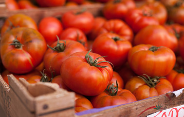 fresh tomatoes on branch in wicker baskets on counter