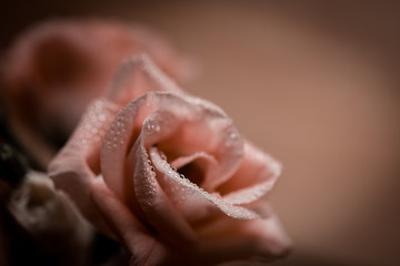 Trauer - Rose mit Wassertropfen