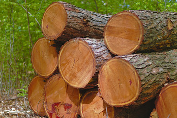 Fototapeta premium felled trees, trunks in the forest