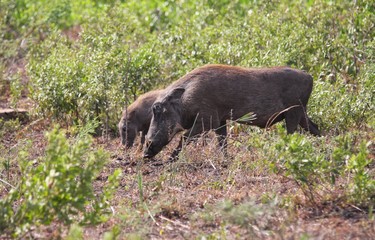 phacochère en Afrique du Sud