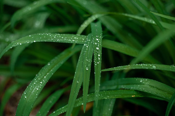 Fresh green grass with light morning dew water drops after rain.