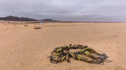 Welwitschia mirabilis plant in Namibia