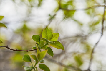 selective focus of tree branches with green leaves at daytime