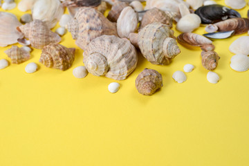 Creative flat lay concept of summer travel vacations. Top view of various kinds seashells on yellow background. Copy space in minimal style, template for text
