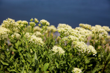 White flowering Cow Parsley and lake