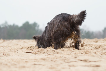Cairn Terrier digging