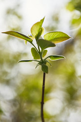 close up of tree branch with green leaves and shining sun at background