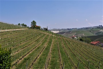 Barolo