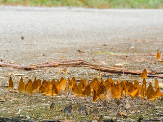 Beautiful on Butterfly with blur background and group of butterflies on surface ground. Insect world Bankrang camp, Phetchaburi province, Thailand National Park.