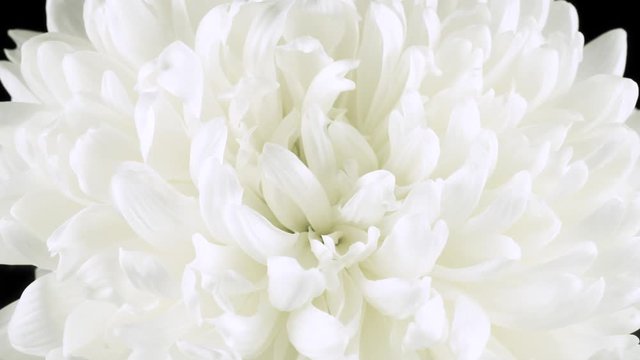 The flower is white on a dark isolated background. Camera movement towards macro