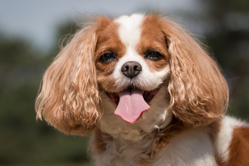 Blenheim Cavalier King Charles Spaniel portrait