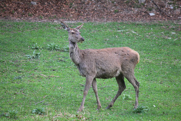 deer in the meadow