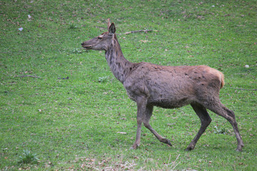deer running in the meadow