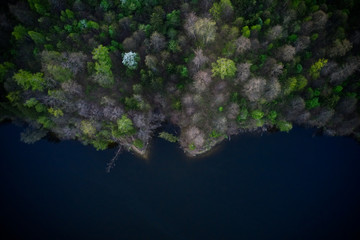 A lonely apple tree in full bloom