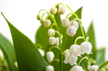 closeup of lily of the valley bouquet at home