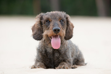 Portrait of a standard wirehaired Dachshund