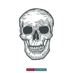 Hand drawn skull. Template for your design works. Engraving style vector illustration.