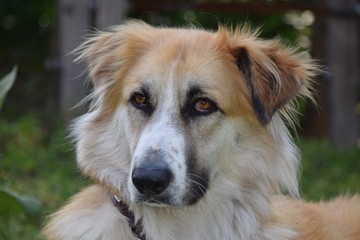 Großer, zotteliger, hübscher, liegender Hund auf einer Wiese