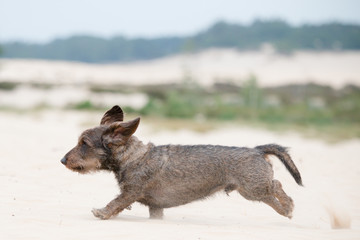 Run dachshund run
