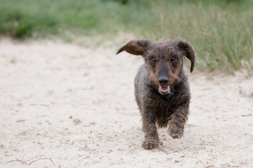 Walking the wirehaired Dachshund