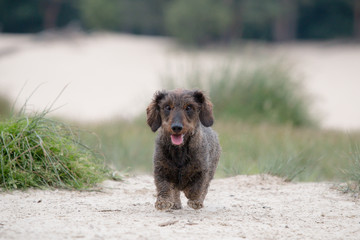 Fototapeta premium dog on the beach