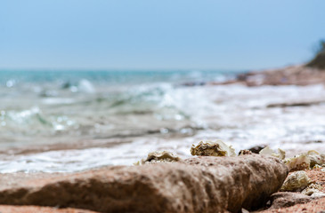 seashells on the sand on the beach against the backdrop of the sea close up
