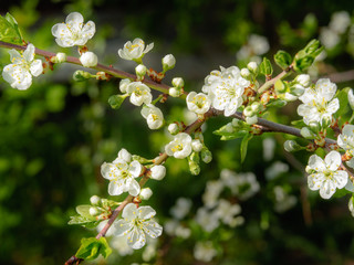 spring plum blossom white flowers