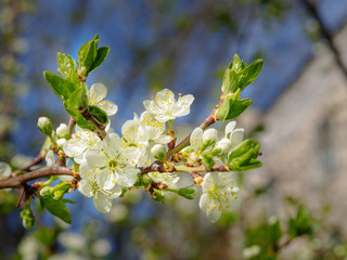 spring plum blossom white flowers
