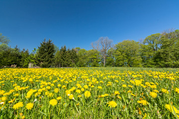 Idyllische Blumenwiese mit Löwenzahn und Gänseblümchen am Waldrand
