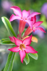 Adenium blossoms are bright and blooming.