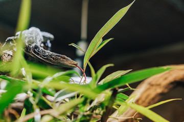 Green or emerald tree mintor (Varanus Prasinus) in a terrarium. Close up detail shot of a lizard.