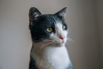 Obraz premium Funny cat