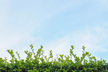 blue sky The bottom is green.