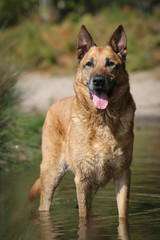 Old Shepherd