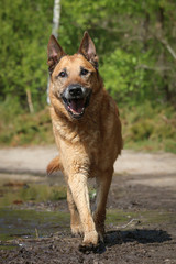 Old Shepherd walking