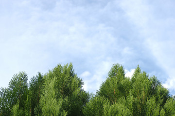 Top pine with sky background